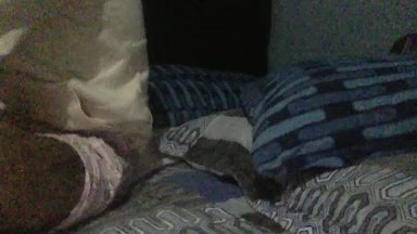 Chamaking Live Image