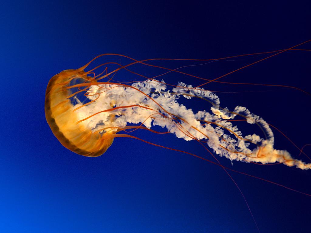 FERNAN987 Live Image