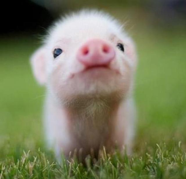 Pigzag Live Image