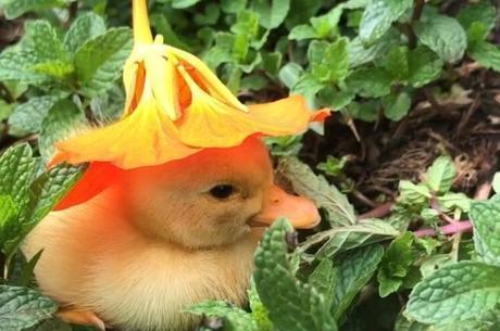 Quackdonald Live Image