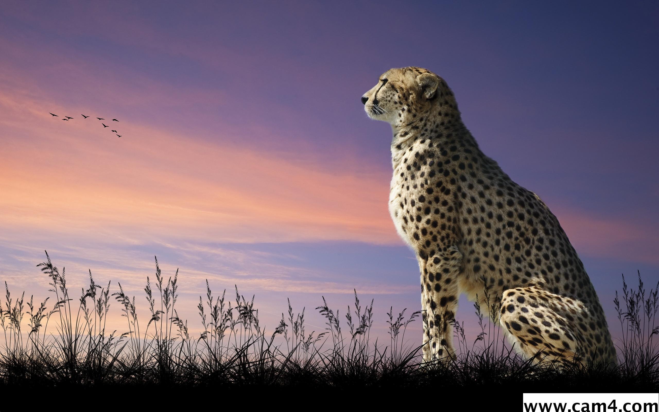 cheetah60 Live Image