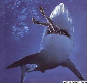sharkxy live from Belgium