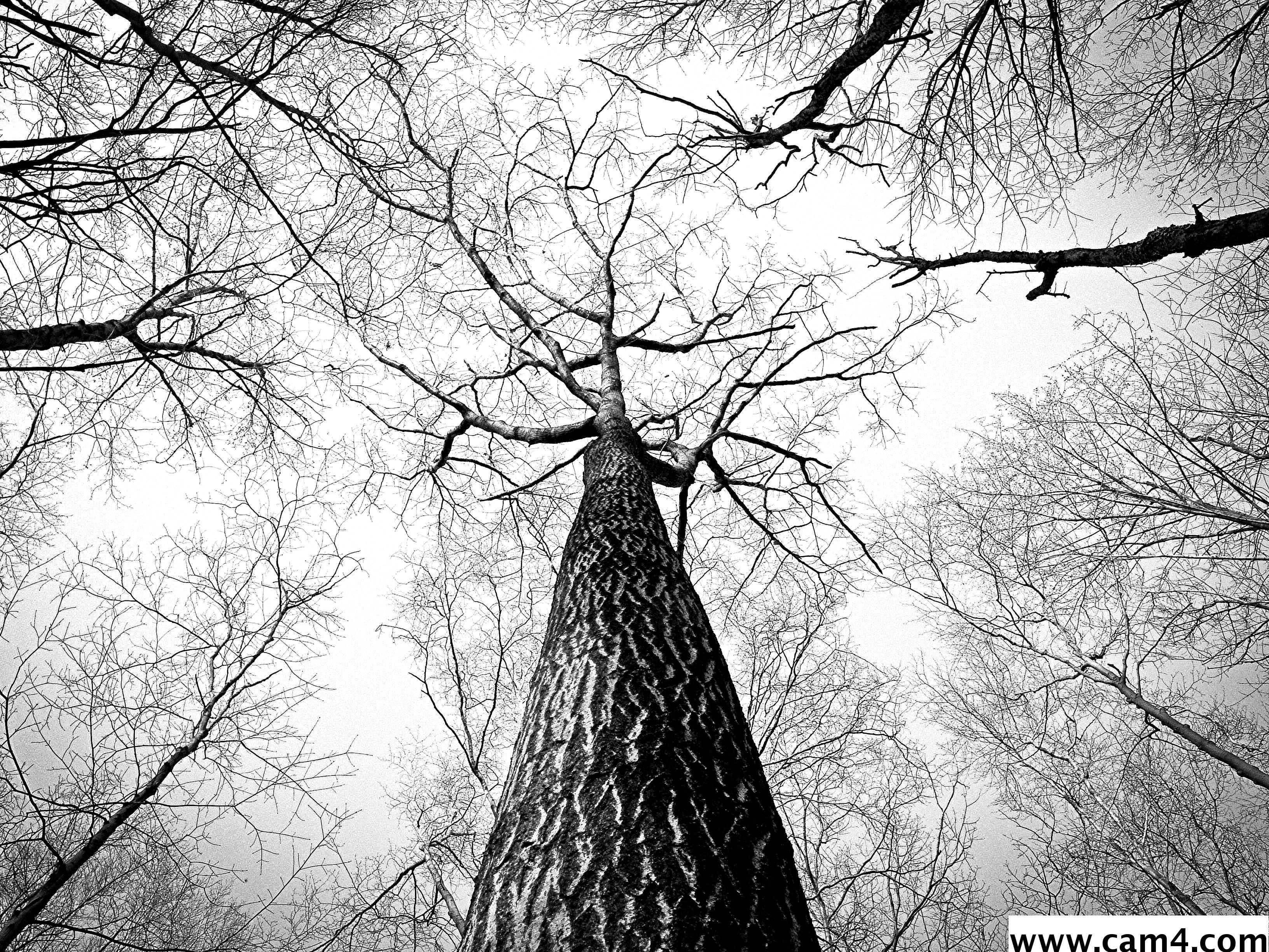 waldbewohne live from Germany